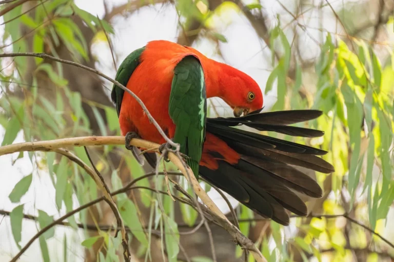Parrot Egg Smuggling: What the South Africa Arrests Reveal
