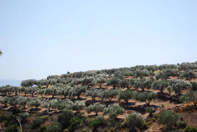 Kültür Yolu Festivali Çanakkale’de: Çinli turistlerin gözdesi zeytinyağı oldu