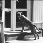 Palandöken kaymakamı köpeğe davranış soruşturması: idari inceleme ve adli süreçte kritik ayrımlar