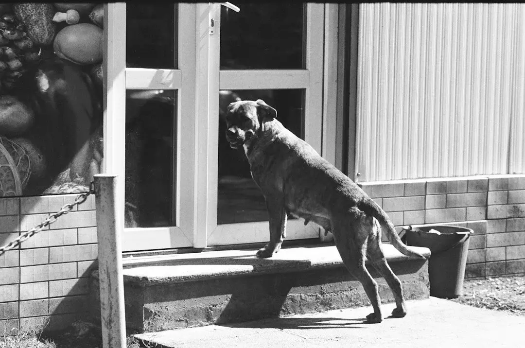 Palandöken kaymakamı köpeğe davranış soruşturması: idari inceleme ve adli süreçte kritik ayrımlar