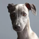 Wedding Dowry Ceremony Unusual Gifts: When a Dog Puppy Is Presented as