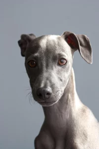 Wedding Dowry Ceremony Unusual Gifts: When a Dog Puppy Is Presented as